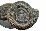 Ammonite (Dactylioceras) Fossil Cluster - England #279246-1